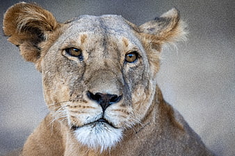 Close-up portrait of a lioness looking at camera