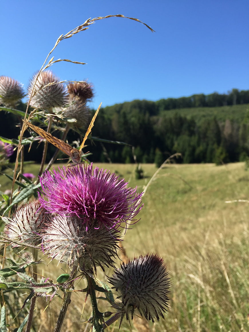 Butterfly on Purple Thistle Flower in Sunny Meadow