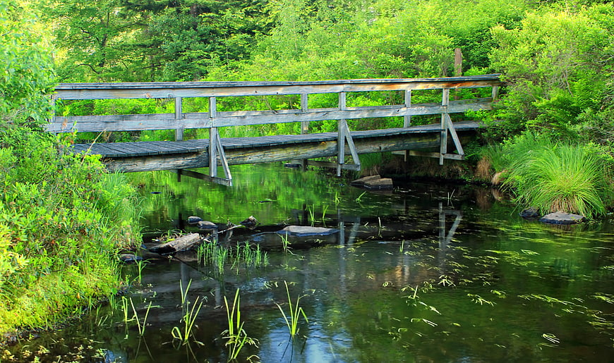 Rustic wooden bridge over a calm forest stream