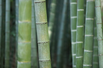Close-up of green bamboo stalks in a forest