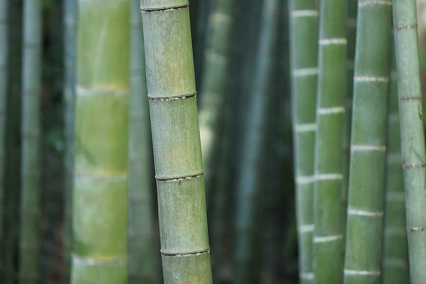 Close-up of green bamboo stalks in a forest