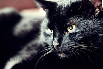 Close-up portrait of a black cat with intense yellow eyes