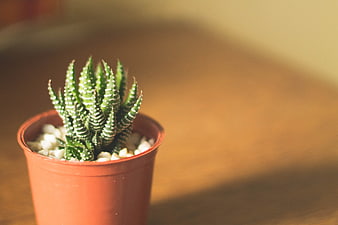 Small Haworthia Succulent in Terracotta Pot on Wooden Table