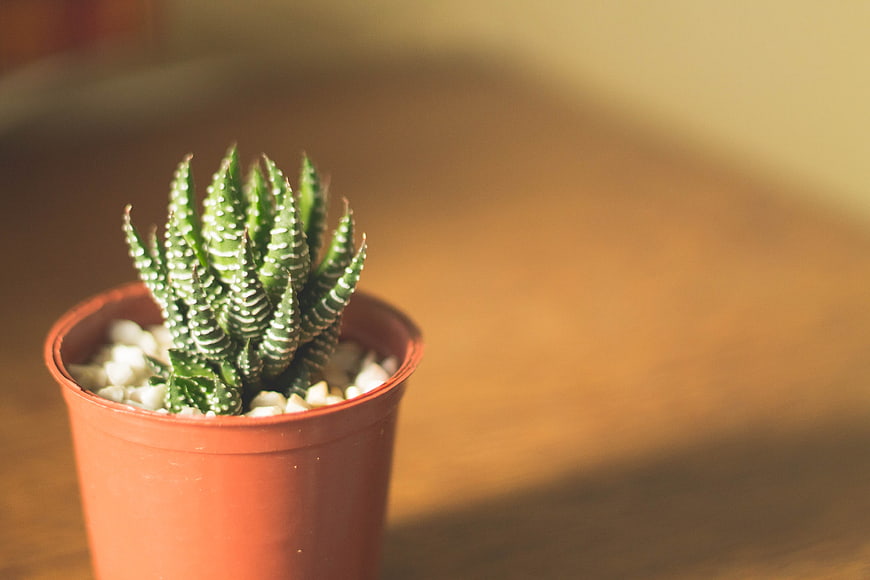 Small Haworthia Succulent in Terracotta Pot on Wooden Table