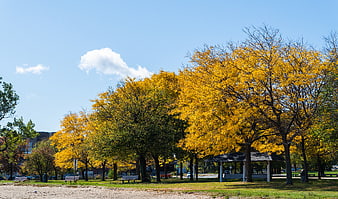 Vibrant Yellow Autumn Trees in City Park
