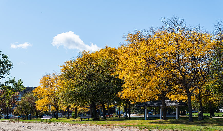 Vibrant Yellow Autumn Trees in City Park