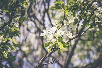 White Pear Blossoms on Branch in Spring Sunlight