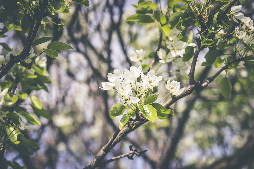 White Pear Blossoms on Branch in Spring Sunlight