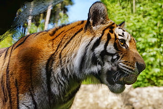 Close-up of a tiger licking its nose in a zoo enclosure