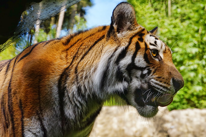 Close-up of a tiger licking its nose in a zoo enclosure