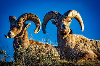 Two Bighorn Sheep Rams Resting in Nature