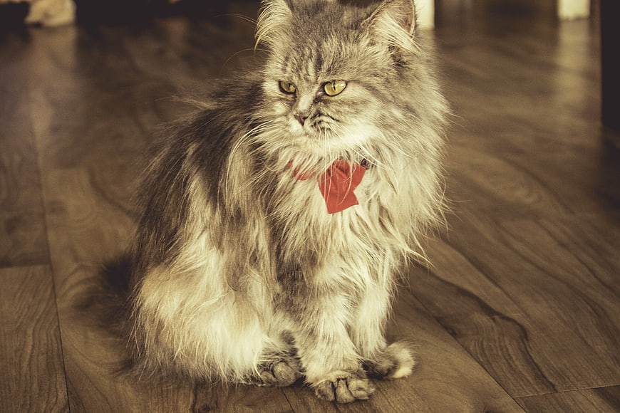 Fluffy gray cat with red bow tie sitting on wooden floor