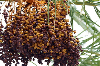 Close-up of ripe date palm fruit clusters hanging from branches