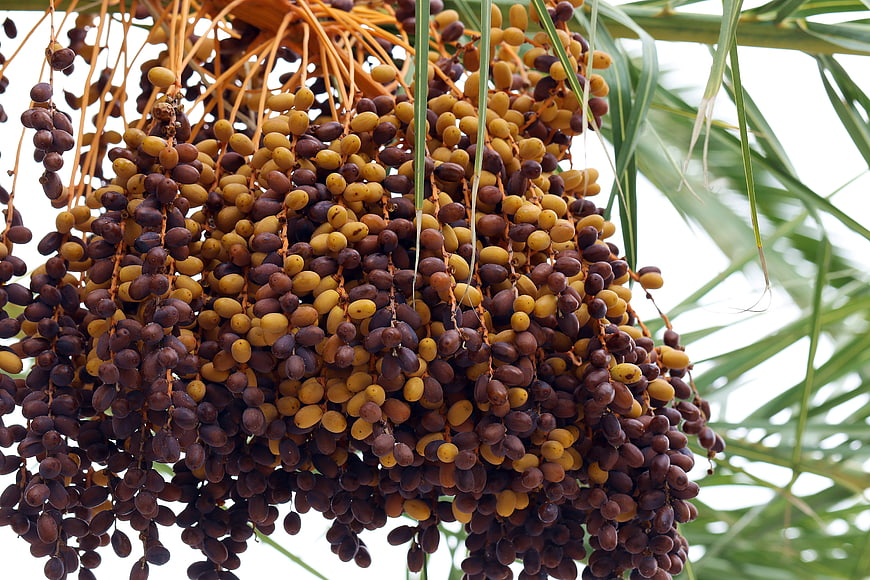 Close-up of ripe date palm fruit clusters hanging from branches