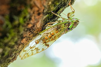 Macro close-up of a green cicada on a mossy tree branch