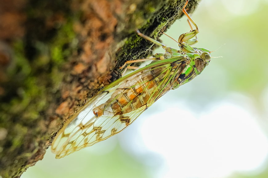 Macro close-up of a green cicada on a mossy tree branch