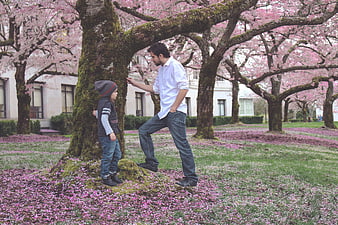 Father and son measuring height under blooming cherry blossom tree