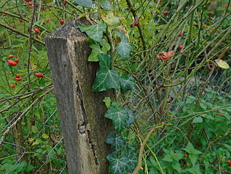 Weathered wooden fence post with ivy and rosehips