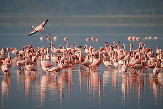 Flock of Pink Flamingos Wading in Shallow Lake Water