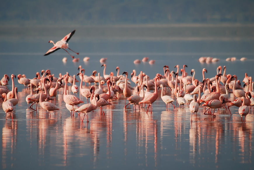 Flock of Pink Flamingos Wading in Shallow Lake Water