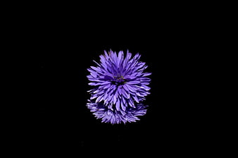 Purple Aster Flower with Reflection on Black Background