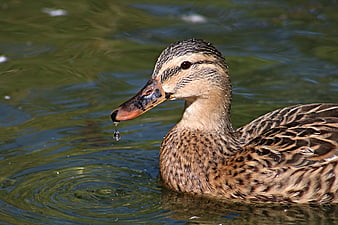 Close-up of a female mallard duck with a water droplet