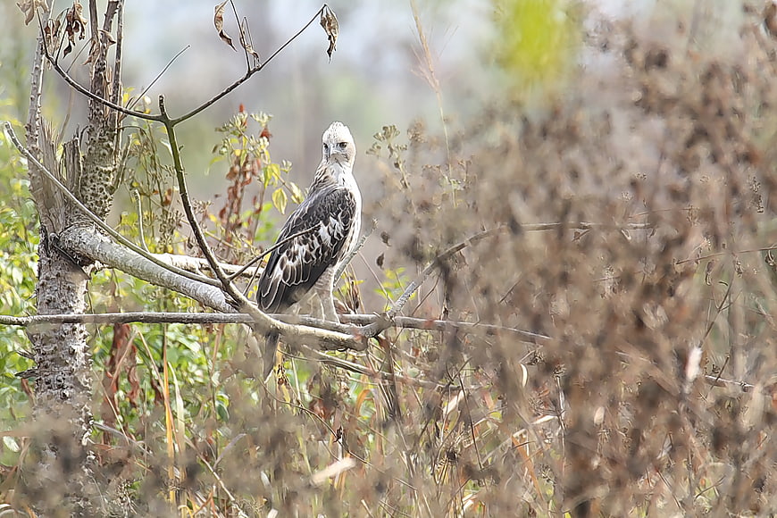 Changeable Hawk Eagle perched on a branch in the wild