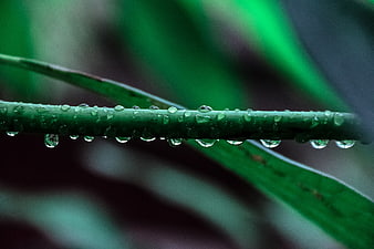 Macro shot of water droplets on a green plant stem