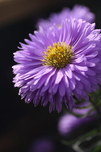 Close-up of a purple aster flower with yellow center