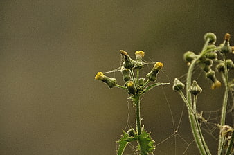 Close-up of yellow flower buds with spider webs and dew