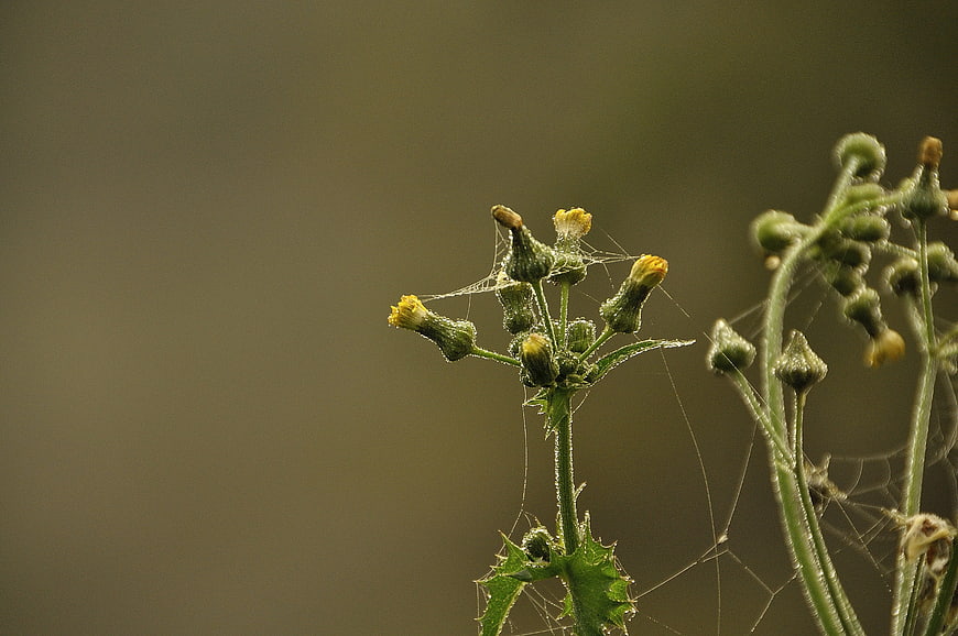 Close-up of yellow flower buds with spider webs and dew