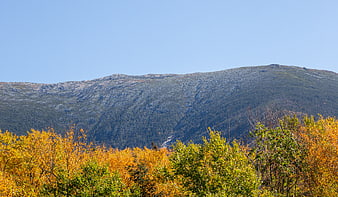 Vibrant Autumn Foliage with Mountain Background