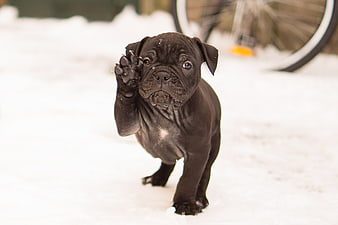 Cute Black Bulldog Puppy Waving Paw in Snow