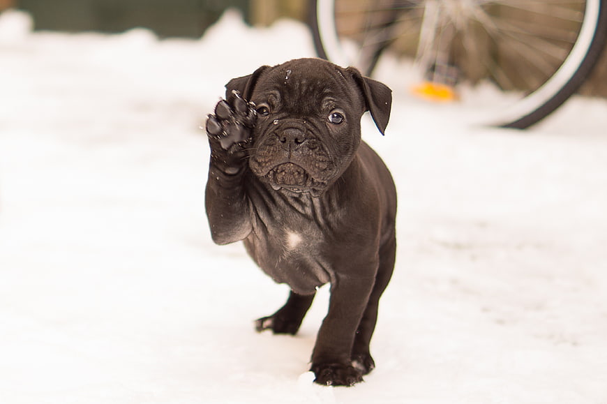 Cute Black Bulldog Puppy Waving Paw in Snow