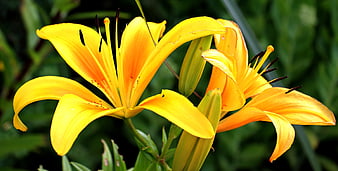 Vibrant Yellow Lilies in Full Bloom Close-Up