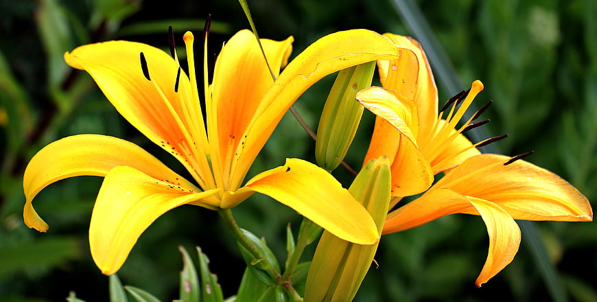 Vibrant Yellow Lilies in Full Bloom Close-Up
