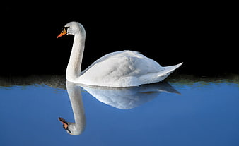 White Swan Swimming with Reflection on Blue Water
