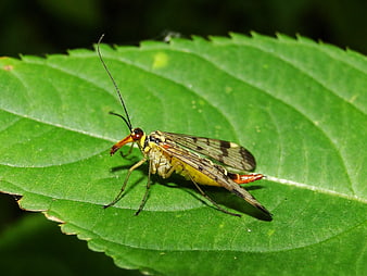 Close-up of a Scorpionfly Insect on a Green Leaf