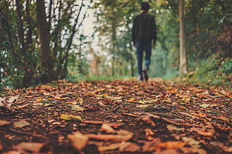 Man Walking Away on Forest Path in Autumn