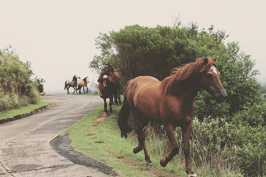 Wild Horses Running Along a Rural Road