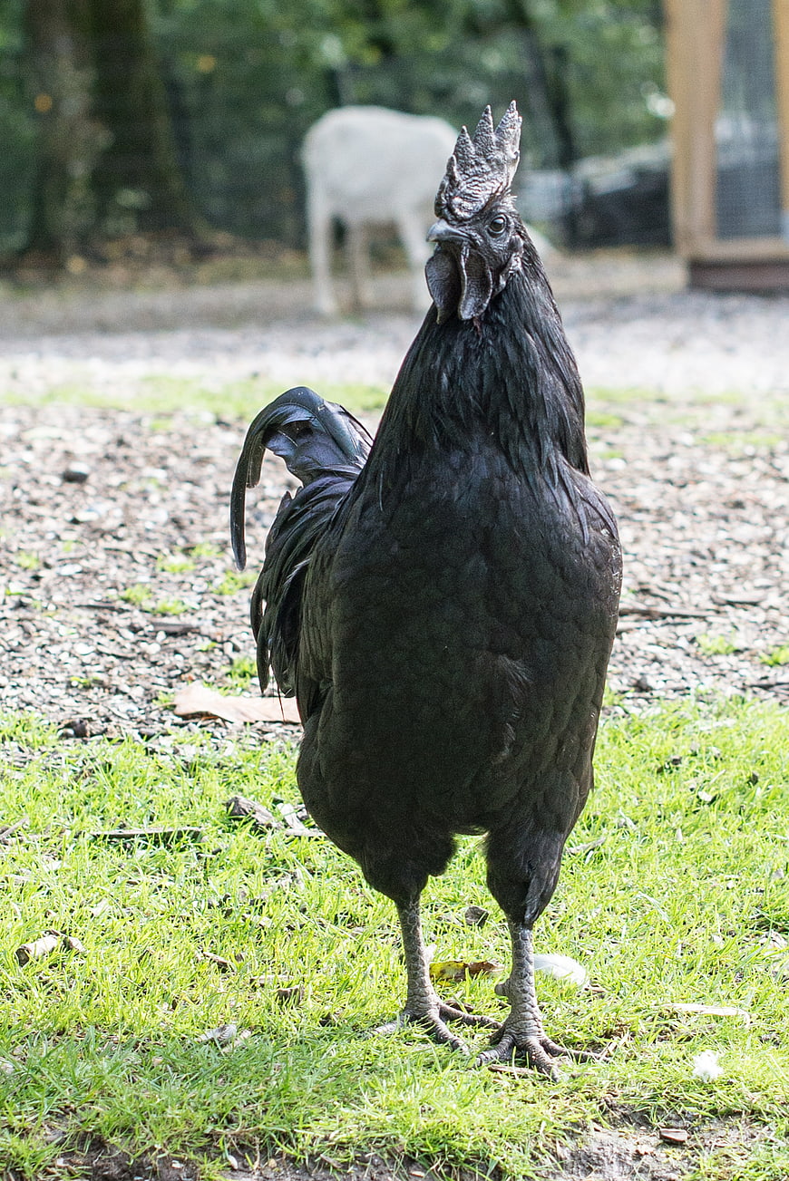 Black rooster standing on green grass in farmyard