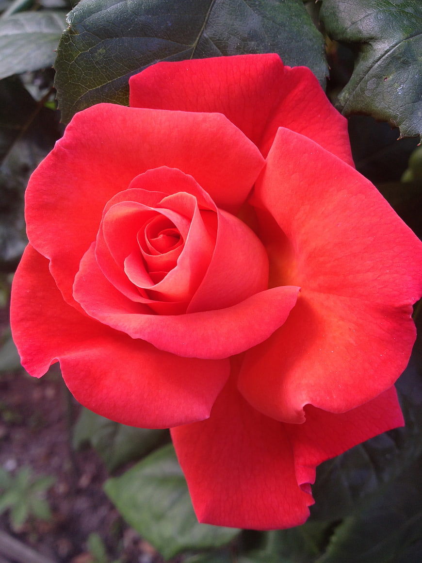 Vibrant Red Rose Close-Up with Green Leaves