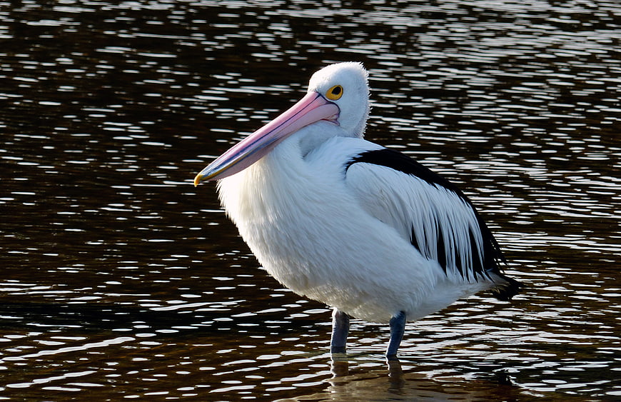 Australian Pelican Standing in Shallow Water