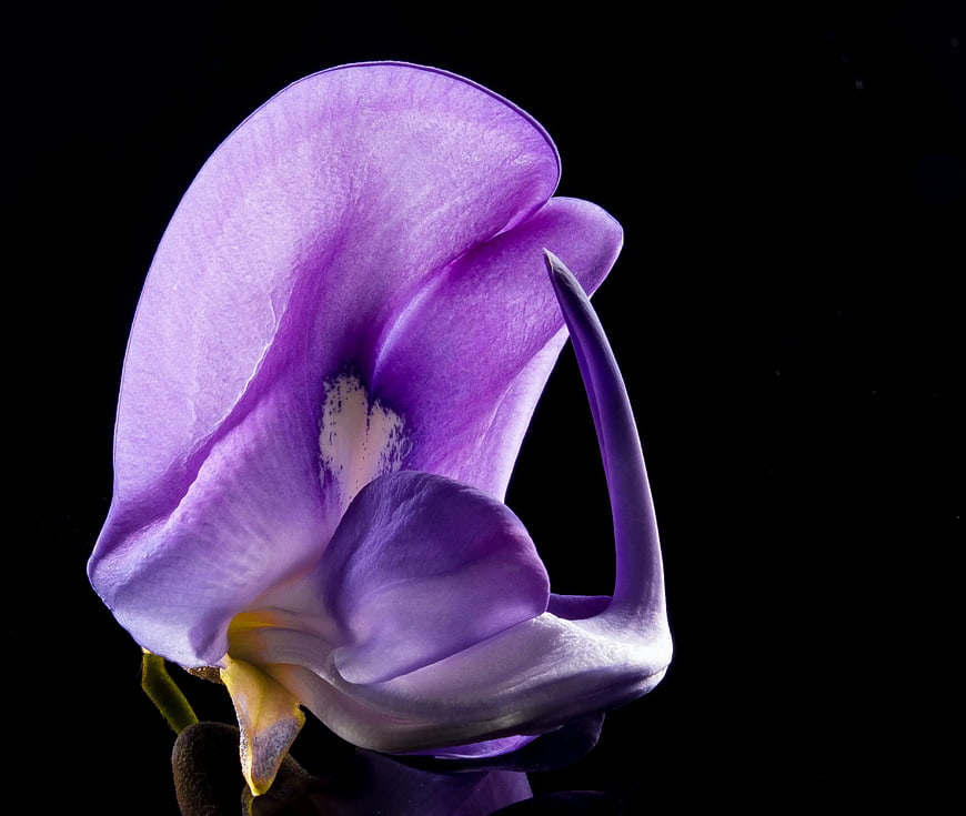 Close-up of Purple Butterfly Pea Flower on Black Background