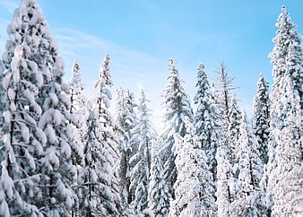 Snow-covered pine trees in a winter forest with blue sky