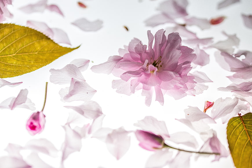 Pink Cherry Blossom Flower With Petals And Leaves On White Background