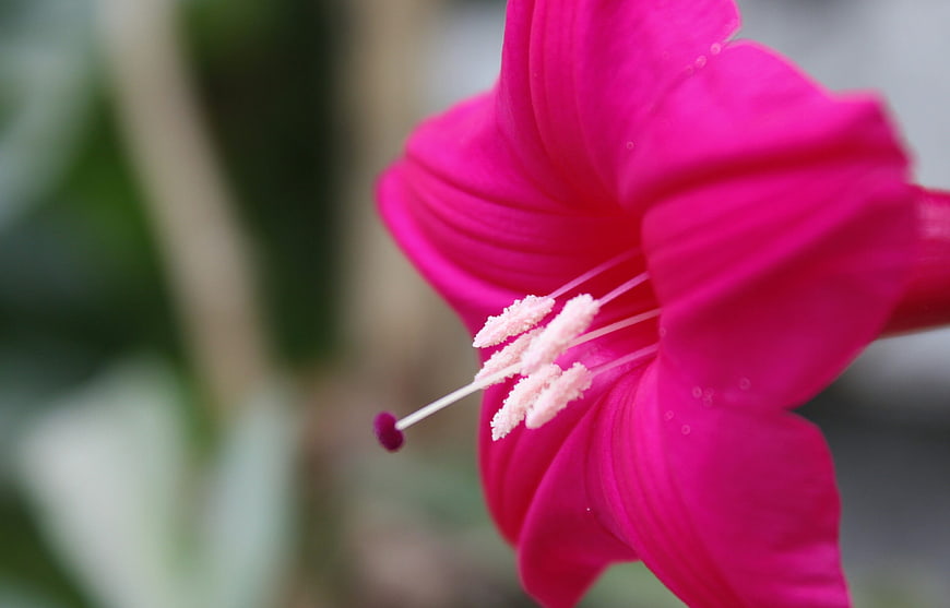 Close-up of vibrant pink flower with detailed stamen