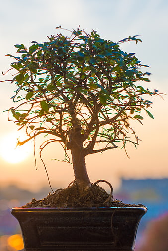 Bonsai tree silhouette against golden sunset background
