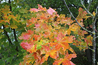 Vibrant autumn maple leaves transitioning from green to orange and red