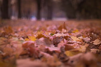 Close-up of colorful autumn leaves on forest floor